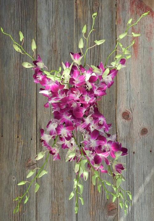 BI-COLOR PURPLE/ WHITE DENDROBIUM ORCHID